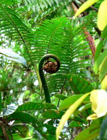 52- Pousse de fougere arborescente 
